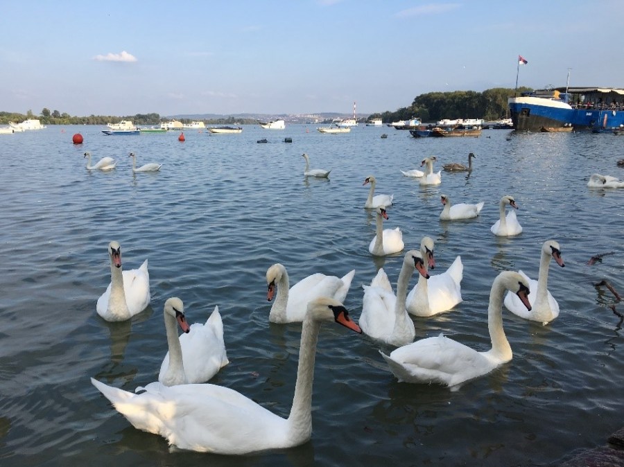 Dukettes Belgrade.jpg